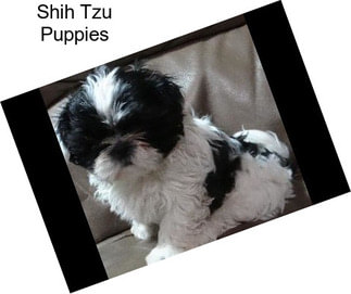 Shih Tzu Puppies