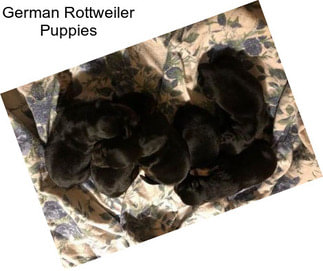 German Rottweiler Puppies