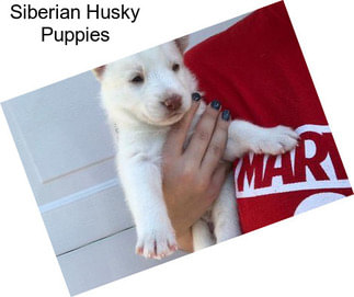 Siberian Husky Puppies