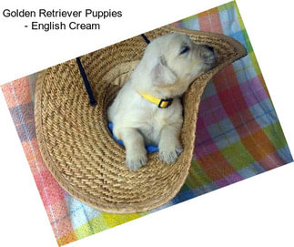 Golden Retriever Puppies - English Cream