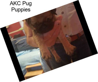 AKC Pug Puppies