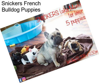 Snickers French Bulldog Puppies