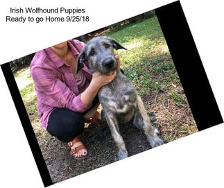 Irish Wolfhound Puppies Ready to go Home 9/25/18