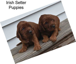 Irish Setter Puppies