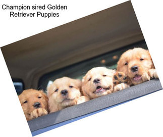 Champion sired Golden Retriever Puppies