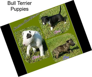 Bull Terrier Puppies