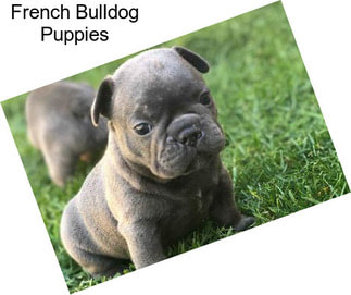 French Bulldog Puppies