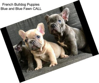 French Bulldog Puppies Blue and Blue Fawn CALL