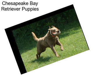 Chesapeake Bay Retriever Puppies