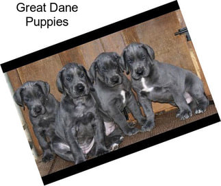 Great Dane Puppies