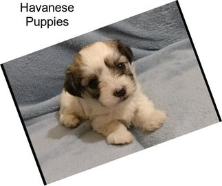 Havanese Puppies