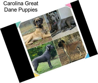 Carolina Great Dane Puppies