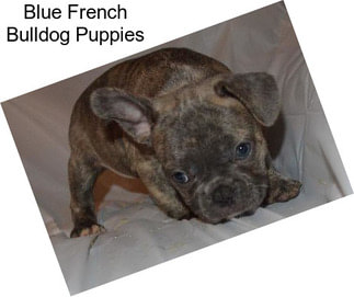 Blue French Bulldog Puppies