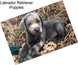 Labrador Retriever Puppies