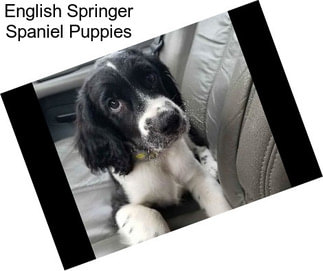 English Springer Spaniel Puppies