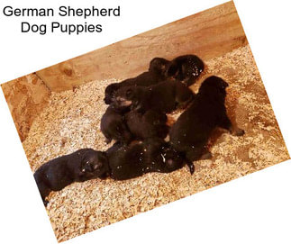 German Shepherd Dog Puppies