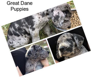 Great Dane Puppies