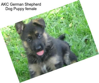 AKC German Shepherd Dog Puppy female