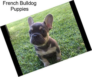 French Bulldog Puppies