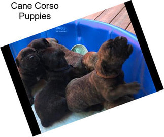 Cane Corso Puppies