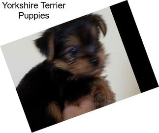 Yorkshire Terrier Puppies