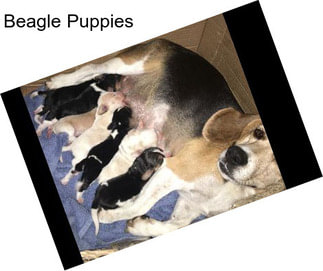 Beagle Puppies