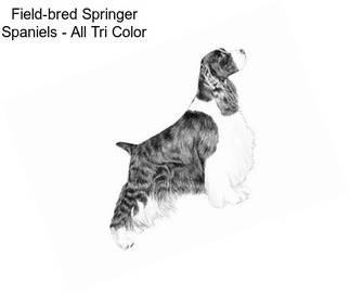 Field-bred Springer Spaniels - All Tri Color