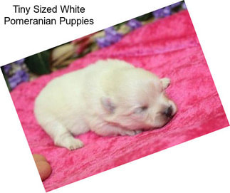 Tiny Sized White Pomeranian Puppies
