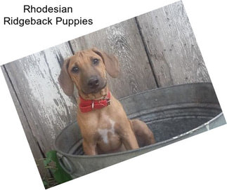 Rhodesian Ridgeback Puppies