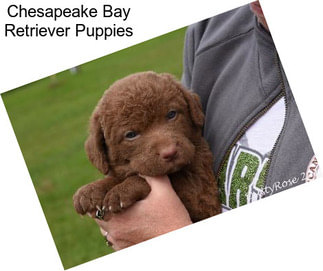 Chesapeake Bay Retriever Puppies