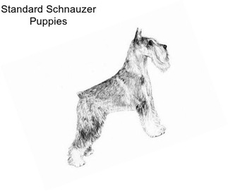 Standard Schnauzer Puppies