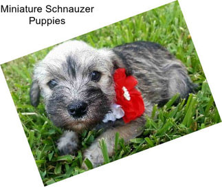 Miniature Schnauzer Puppies