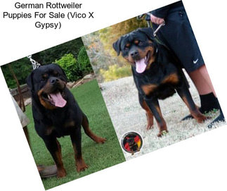 German Rottweiler Puppies For Sale (Vico X Gypsy)