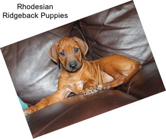 Rhodesian Ridgeback Puppies