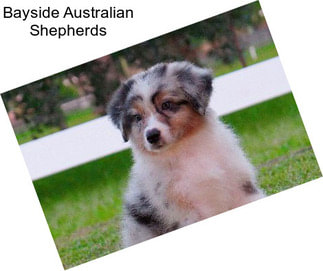 Bayside Australian Shepherds