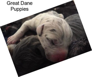 Great Dane Puppies