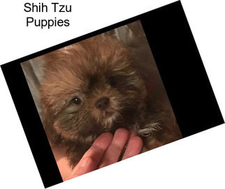 Shih Tzu Puppies