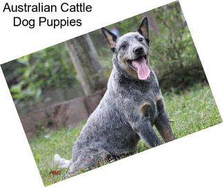 Australian Cattle Dog Puppies