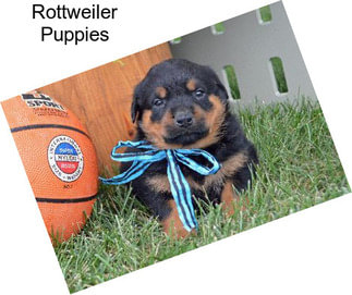 Rottweiler Puppies