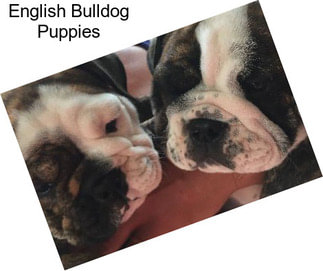 English Bulldog Puppies