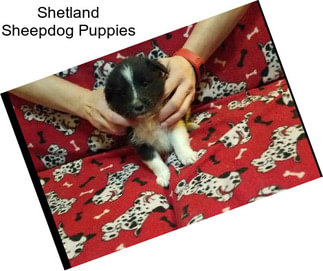 Shetland Sheepdog Puppies