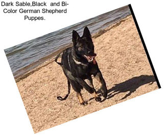 Dark Sable,Black  and Bi- Color German Shepherd Puppes.