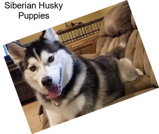 Siberian Husky Puppies