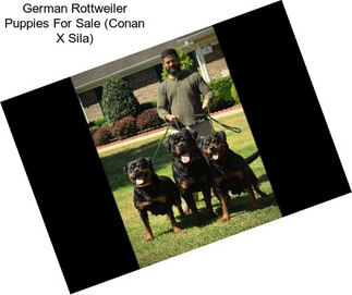 German Rottweiler Puppies For Sale (Conan X Sila)