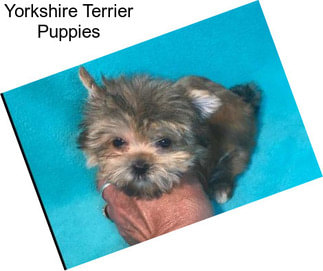 Yorkshire Terrier Puppies