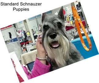 Standard Schnauzer Puppies