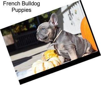 French Bulldog Puppies