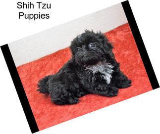 Shih Tzu Puppies