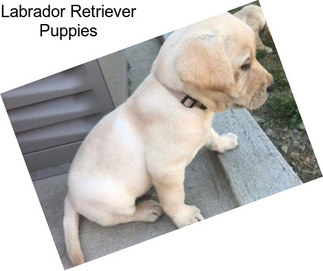 Labrador Retriever Puppies