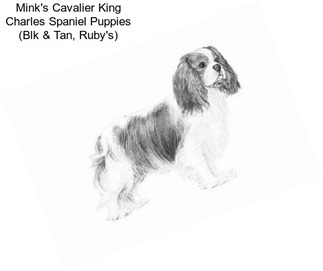 Mink\'s Cavalier King Charles Spaniel Puppies (Blk & Tan, Ruby\'s)